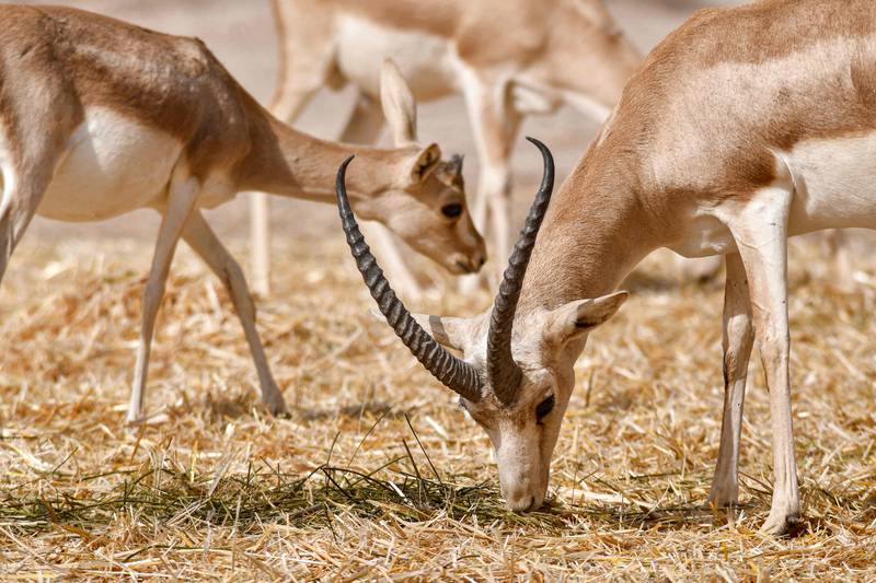 Gazelles at the Iraqi wildlife reserve in the desert of Samawa are dropping dead from lack of food, making them the latest victims in a country where climate change adds to the burdens after years of war.  