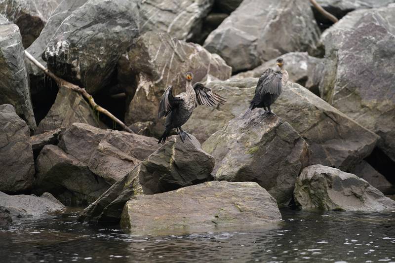 Double-crested cormorants are among the wildlife at Perce Rock.