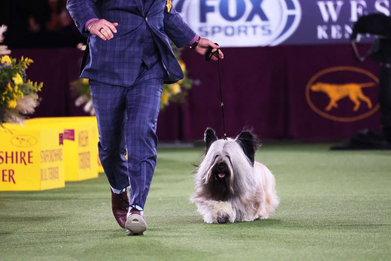 A Skye terrier competes. Getty Images