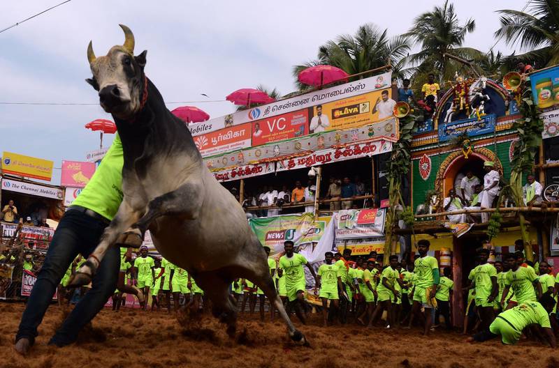A participants tries to control a bull. AFP