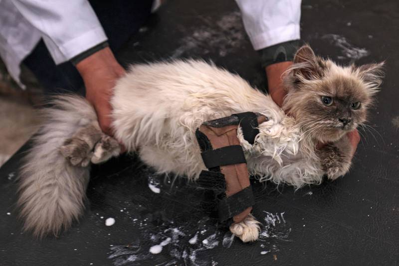 The cat has its limb put in a splint. Specialised veterinary care is usually not available for many animals in the Gaza Strip. AFP