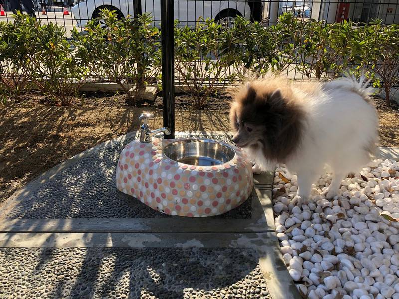 A dog is pictured at the first ‘dog toilet’ opened at an airport in Japan, at Osaka International Airport in this undated handout obtained by Reuters on February 10, 2020. KANSAI AIRPORTS/Handout via REUTERS  THIS IMAGE HAS BEEN SUPPLIED BY A THIRD PARTY.