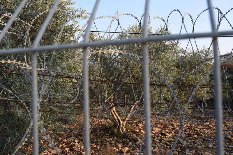 An olive tree growing on land between Oranit settlement and the West Bank barrier built by Israel. Palestinians must seek permission from Israeli authorities to come and harvest the olives. Rose Scammell for The National