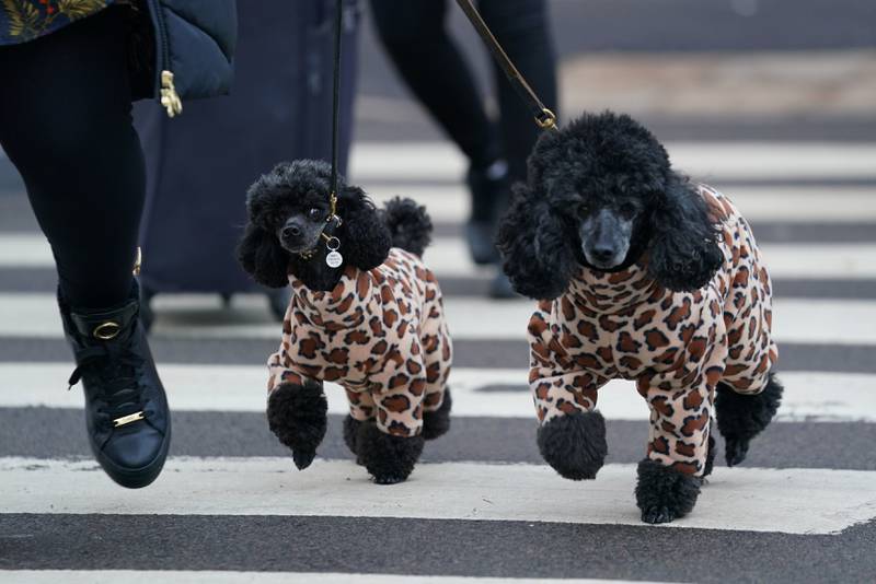 A woman walks miniature poodles in matching leopard-print onesies across a road. AP Photo