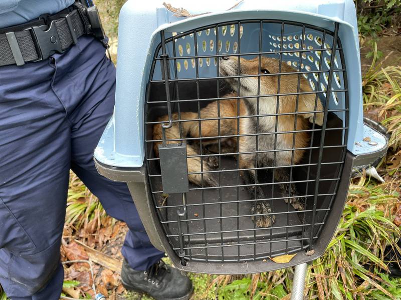 Officers caged the crafty intruder and took it away.