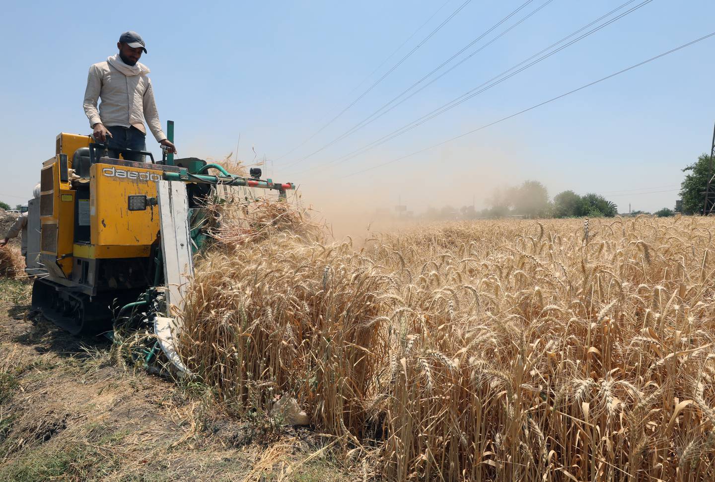 Egyptian laborer works at wheat field in Banha, Qalyoubeya Government, Egypt, 25 May 2022 (issued 02 June 2022).  Egypt, the largest importer of wheat in the world, has been forced by the war in Ukraine to radically change its strategy and now relies on the local harvest of the cereal as a way to reduce its external dependence for the coming years on this vital product in the most populated Arab country.  Egypt has 44 silos with a total capacity of 3. 1 million tons, spread in all the governorates.  The Egyptian Holding Company For Silos And Storage was established in 2005 and until 2013 it managed to build 11 silos while from 2013 to 2022 the governmental company constructed another 33 silos.   EPA / KHALED ELFIQI