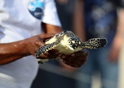 A young hawksbill turtle is released at Jumeirah Al Naseem Beach in Dubai.