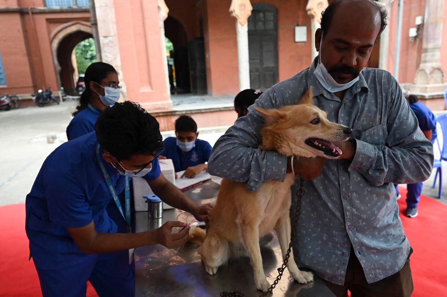 A vet inoculates a dog against rabies in Chennai, India, on World Rabies Day, in September 2021. Photo: AFP