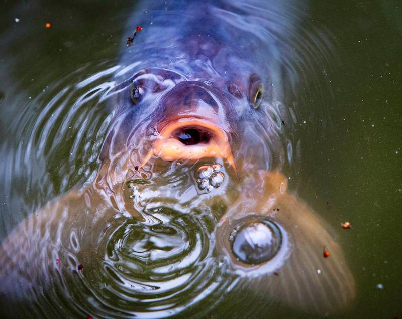 A carp makes bubbles in a pond in a park in Frankfurt, Germany. AP Photo