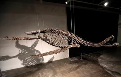 The Plesiosaur helped inspire the legend behind Scotland's Loch Ness monster. EPA