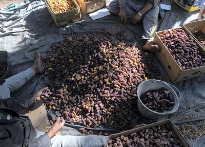 RIYADH, KINGDOM OF SAUDI ARABIA. 29 SEPTEMBER 2019. Date farm in Al Ula.  Al Ula is known also for it’s dates export.(Photo: Reem Mohammed/The National)Reporter:Section: