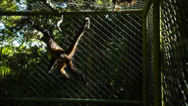 An image that illustrates this article Panama confronts illegal trafficking of animals