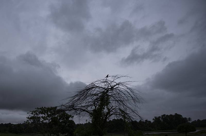A bird perches on a tree as rain clouds cover the sky in Kochi. AP