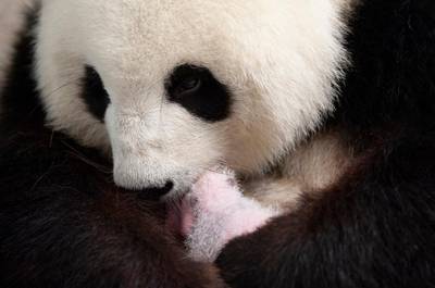 Giant panda mother Meng Meng with one of her two cubs at the Zoologischer Garten zoo in Berlin.  AFP
