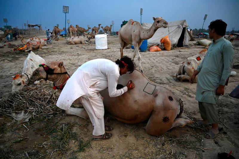 A trader decorates a camel with henna at a cattle market set up for Eid Al Adha in Rawalpindi, Pakistan.   AFP