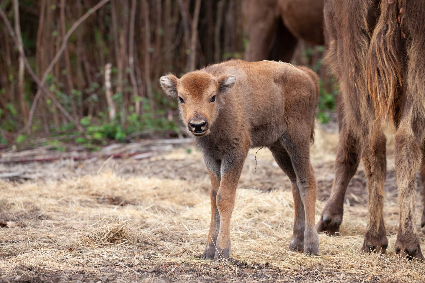 Rangers were surprised to be greeted by the UK's first Wilder Blean bison calf. PA