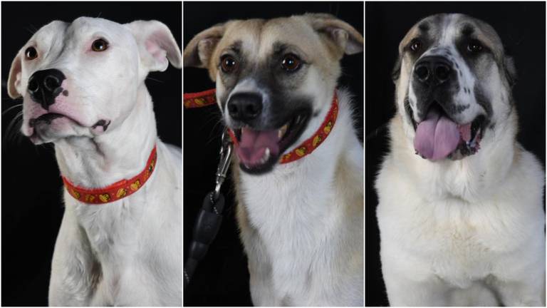 An image that illustrates this article These dogs need homes as Furrballs UAE animal rescue group closes