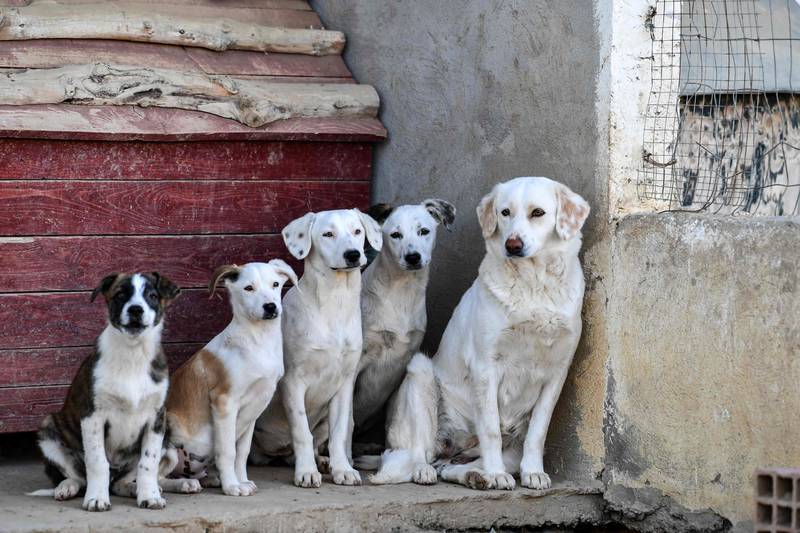 Stray dogs are pictured in a shelter of the animal protection association in Bouhnash in the governorate of Ariana near the Tunian capital Tunis, on February 9, 2022.  - Packs of stray dogs, a common sight in North African cities, are in the crosshairs after the deaths of two schoolchildren, but animal rights groups urge more humane solutions than mass culling.  (Photo by FETHI BELAID  /  AFP)