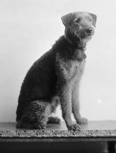 Laddie Boy, an Airedale terrier owned by president Warren G Harding. Harding was president from 1921 to 1923. Wiki Commons