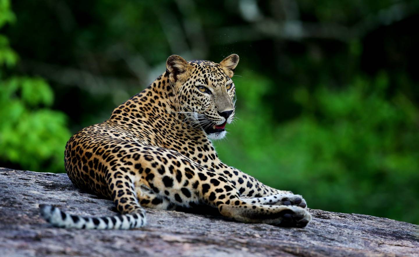 Un leopardo en el Parque Nacional de Yala.  Cortesía de Chandika Jayaratne