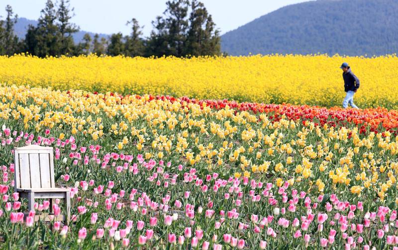A visitor walks through a field of tulips and rapeseed flowers on Jeju Island, South Korea, 09 April 2020. South Korea on 08 April carried out the destruction of one Jeju's most popular rapeseed flower fields to prevent tourists from flocking to the area amid the ongoing coronavirus pandemic  EPA