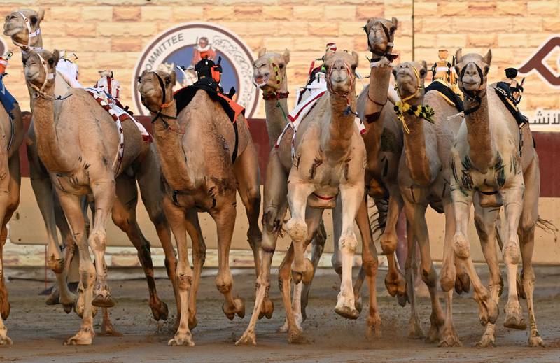 Camels jostle for position during a race in Doha