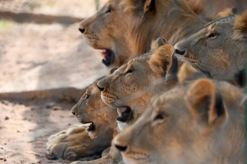 A group of African lions doze in the shadow in their enclosure.  
