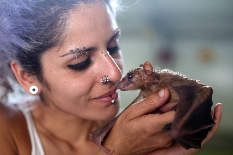 Animal activist Nora Lifschitz, 28, holds a wounded Egyptian fruit bat (Rousettus aegyptiacus) at her bat shelter in Elah Valley, south of Beit Shemesh in central Israel. AFP