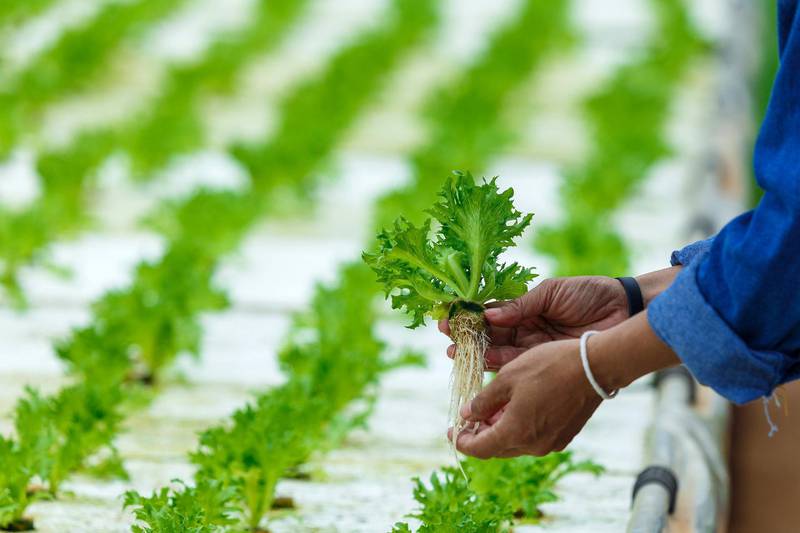 Finalists have been announced for a $1 million (Dh3.8m) prize fund that aims to find innovators to develop future food systems in the UAE. Courtesy: FoodTech Challenge  
