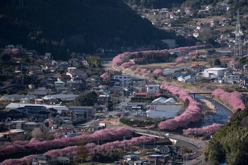 Pink trees line the river in Kawazu. Getty Images