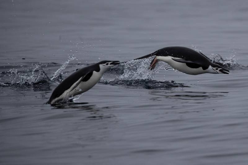 A pair of chinstrap penguins swim near Two Hummock Island, Antarctica. REUTERS