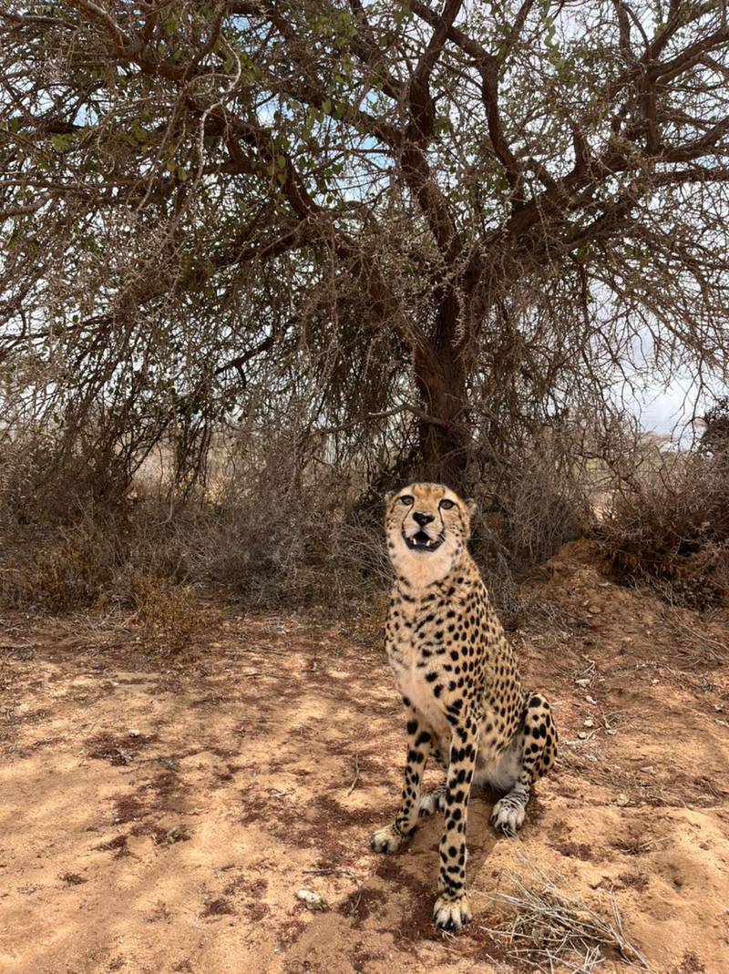 Since 2011, CCF has been assisting the government of Somaliland in caring for cheetahs intercepted from traffickers.
