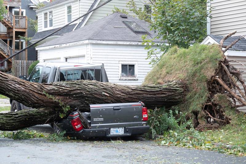 A fallen tree lies on a crushed pickup truck following the passing of Hurricane Fiona in Nova Scotia, Canada. Reuters