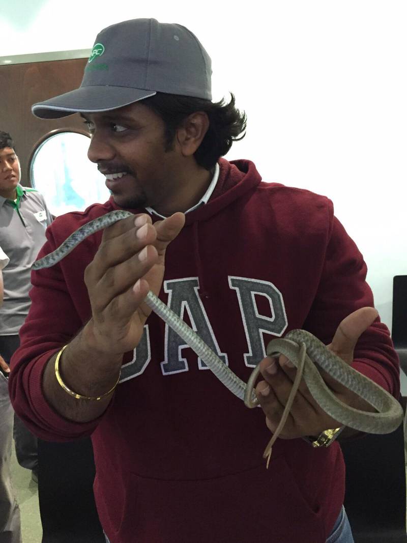 Dinesh Ramachandran, technical and safety, health and environment manager at Rentokil in Dubai, with a hooded malpolon snake during a training session. Courtesy Rentokil