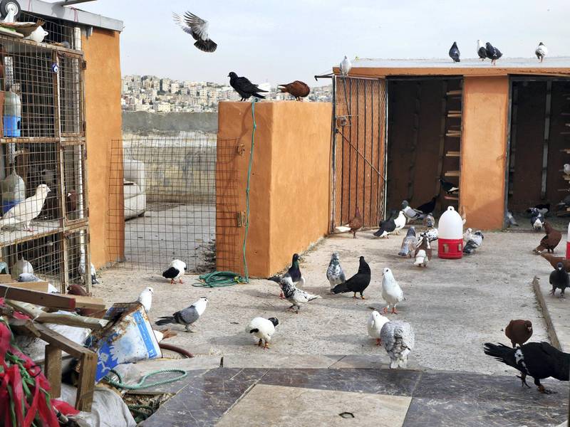 Zaid Al-Otayat family's rooftop in Amman which houses almost 400 pigeons of varying colours and markings. Picture by Charlie Faulkner
