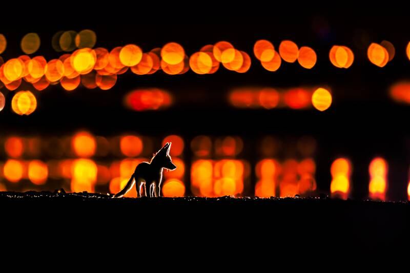 Silver medal, Urban Wildlife: Arabian red foxes, Kuwait City, by Mohammad Murad, Kuwait.
