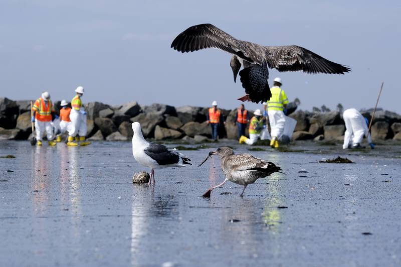Birds wade in an oil spill as workers clean the contaminated shoreline at Newport Beach, California. AP