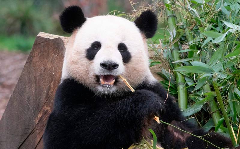 Male giant panda Jiao Qing nibbles a bamboo twig at the Zoologischer Garten zoo in Berlin. AFP