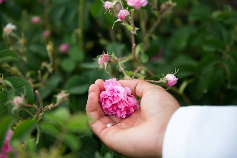 A tour guide demonstrates how roses are picked, by holding the bloom at the base and using the thumbnail to cleanly cut the stalk. Picking the roses like this preserves the petals until they are used for distillation. 
