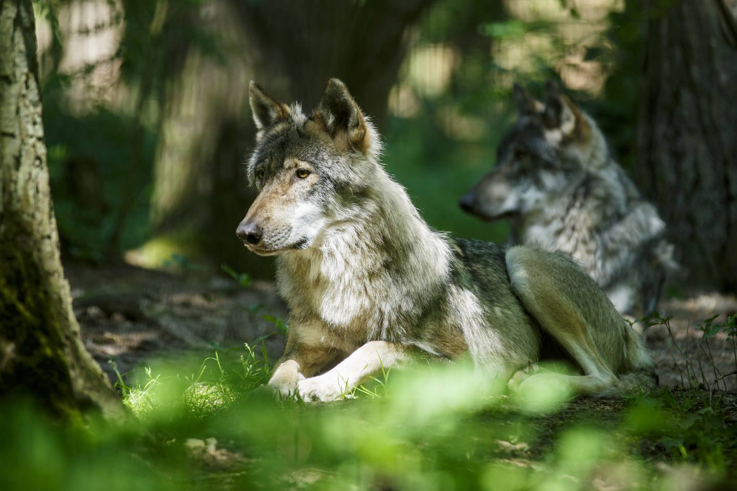 A family of European wolves in Dorverden, Germany. Getty Images