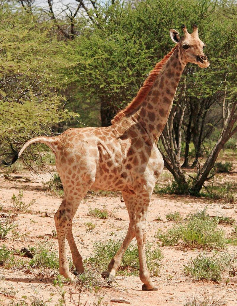 A dwarf giraffe named Nigel, born in 2014, is seen at an undisclosed location in Namibia, on March 26, 2018. Reuters