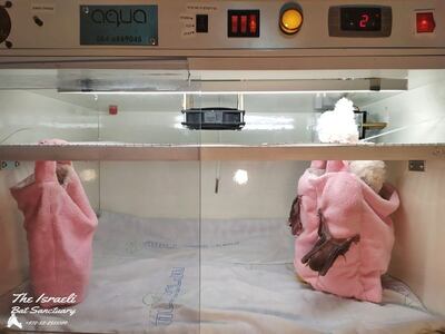 Baby bats in a specially made incubator at the sanctuary. Photo: The Israeli Bat Sanctuary