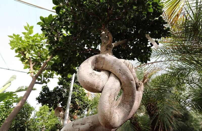 A 'ficus microcarpa' (curtain fig) on sale for Dh4,500. 