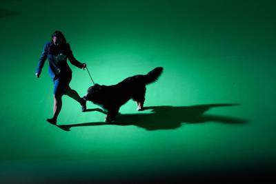 An owner shows her Bernese mountain dog in competition on the first day of the Crufts Dog Show in Birmingham. PA