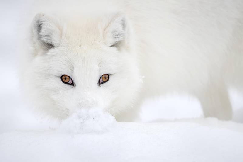 First prize winner of the general category (colour), an image of an arctic fox by Kuwaiti photographer Fahad Al Enezi titled 'Snow Mona Lisa'. Fahad Al Enezi