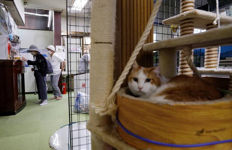 Customers enter public bathhouse "Tomo no Yu" as a cat rests on a structure at the lobby of bath in Tokyo, Japan. Reuters