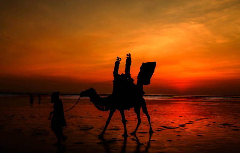 A man leads his Camel at the beach during sunset in Karachi, Pakistan. EPA