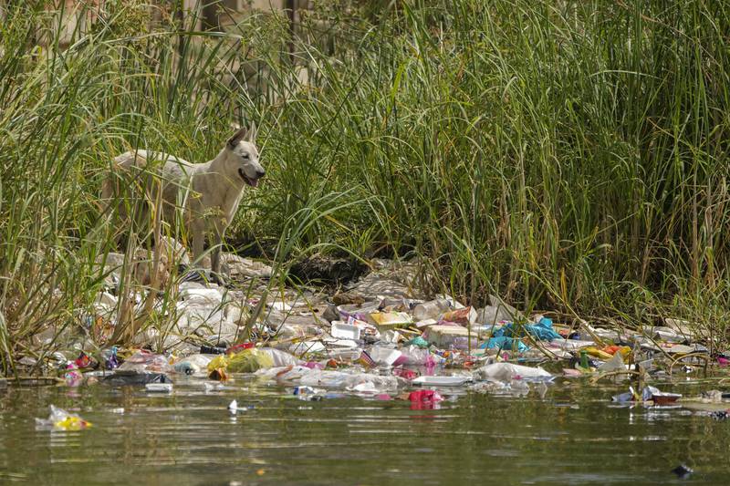 Plastic waste on the banks of the Nile in Cairo in September.  AP Photo