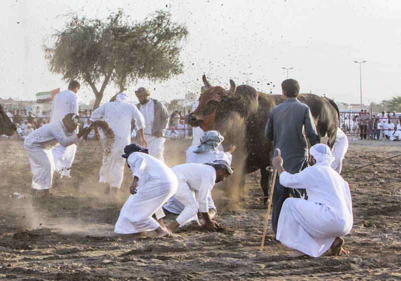 FUJAIRAH, UNITED ARAB EMIRATES- Winning bull is being thrown with dirt at bull fighting in Fujairah corniche.  Leslie Pableo for The National