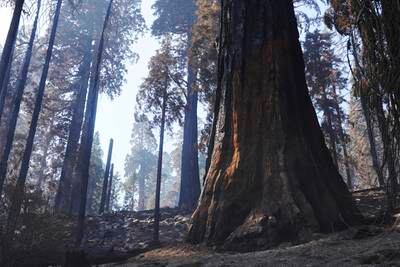  Many of California's giant sequoias have been damaged or killed in recent forest fires. The Fresno Bee / AP
